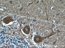 Huntingtin Mouse anti-Human, Mouse, Clone: 2F6C9, Proteintech 150 &mu;L | Buy Online | Proteintech Group Inc | Fisher Scientific