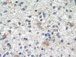 SMAD1 Mouse anti-Human, Mouse, Rat, Clone: 2D10B8, Proteintech:Antibodies:Primary