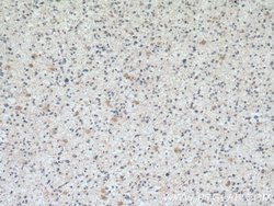 SMAD1 Mouse anti-Human, Mouse, Rat, Clone: 2D10B8, Proteintech:Antibodies:Primary
