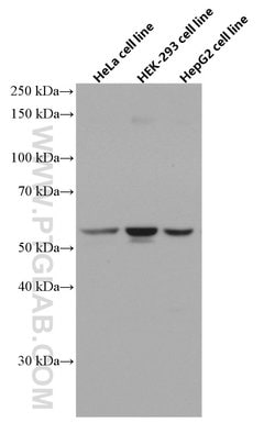 SMAD1 Mouse anti-Human, Mouse, Rat, Clone: 2D10B8, Proteintech:Antibodies:Primary
