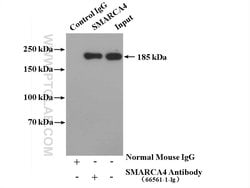 SMARCA4 Mouse anti-Human, Rat, Clone: 2E6B6, Proteintech:Antibodies:Primary