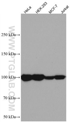 ATF6 Mouse anti-Human, Mouse, Rat, Clone: 3B7E4, Proteintech:Antibodies:Primary