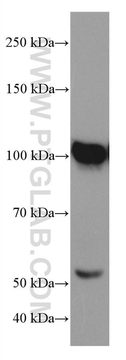 ATF6 Mouse anti-Human, Mouse, Rat, Clone: 3B7E4, Proteintech:Antibodies:Primary