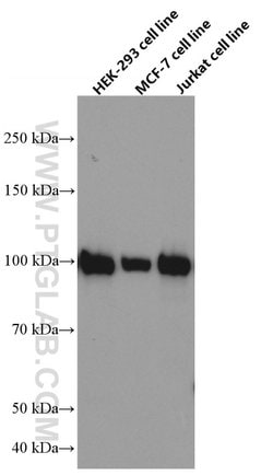 ATF6 Mouse anti-Human, Mouse, Rat, Clone: 3B7E4, Proteintech:Antibodies:Primary