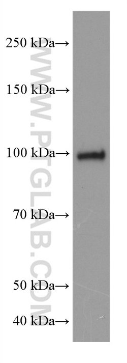 ATF6 Mouse anti-Human, Mouse, Rat, Clone: 3B7E4, Proteintech:Antibodies:Primary