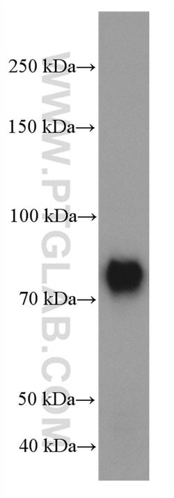 TBR1 Mouse anti-Human, Mouse, Porcine, Rat, Clone: 5C3A5, Proteintech 150 &mu;L | Buy Online | Proteintech Group Inc | Fisher Scientific