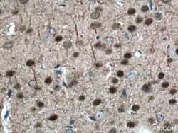 TBR1 Mouse anti-Human, Mouse, Porcine, Rat, Clone: 5C3A5, Proteintech 150 &mu;L | Buy Online | Proteintech Group Inc | Fisher Scientific