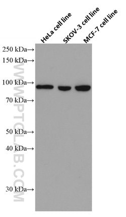 KAT2A/GNC5 Mouse anti-Human, Mouse, Rat, Clone: 1F6G7, Proteintech:Antibodies:Primary