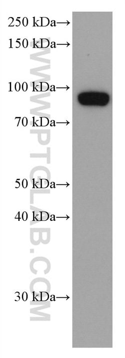 KAT2A/GNC5 Mouse anti-Human, Mouse, Rat, Clone: 1F6G7, Proteintech:Antibodies:Primary