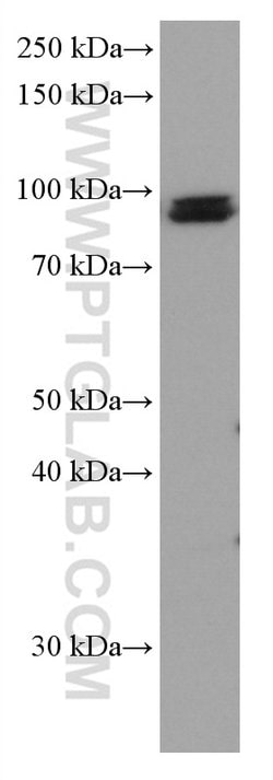 KAT2A/GNC5 Mouse anti-Human, Mouse, Rat, Clone: 1F6G7, Proteintech:Antibodies:Primary