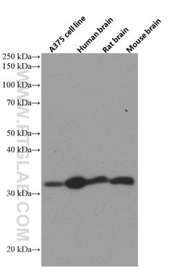 AMPK beta 2 Mouse anti-Human, Mouse, Rat, Clone: 2D5C1, Proteintech 150