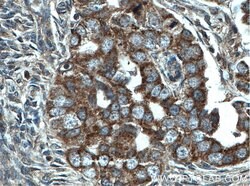 CHCHD5 Mouse anti-Human, Clone: 2G10A7, Proteintech:Antibodies:Primary