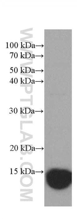 CHCHD5 Mouse anti-Human, Clone: 2G10A7, Proteintech:Antibodies:Primary