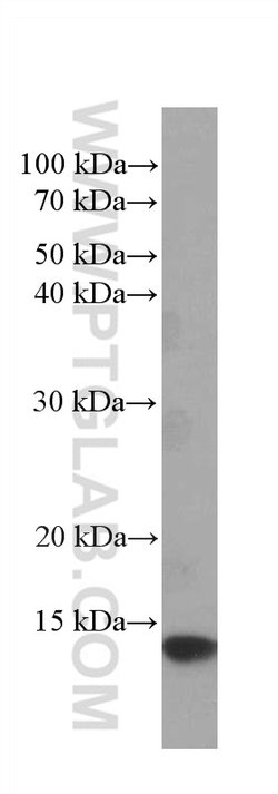CHCHD5 Mouse anti-Human, Clone: 2G10A7, Proteintech:Antibodies:Primary