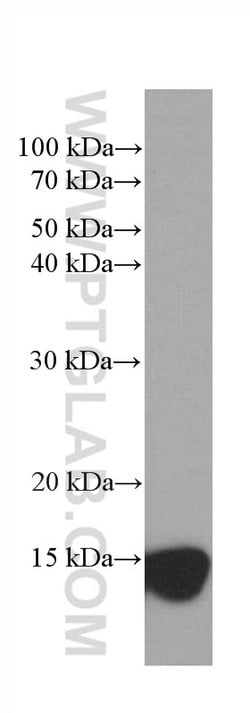 CHCHD5 Mouse anti-Human, Clone: 2G10A7, Proteintech:Antibodies:Primary
