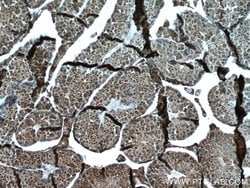 WBP2 Mouse anti-Human, Clone: 2B4G7, Proteintech 150 μL; Unconjugated:Antibodies,