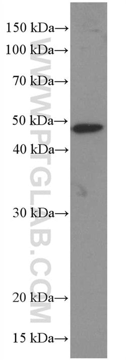 EGLN1 Mouse anti-Human, Mouse, Porcine, Rat, Clone: 1A2F1, Proteintech:Antibodies:Primary