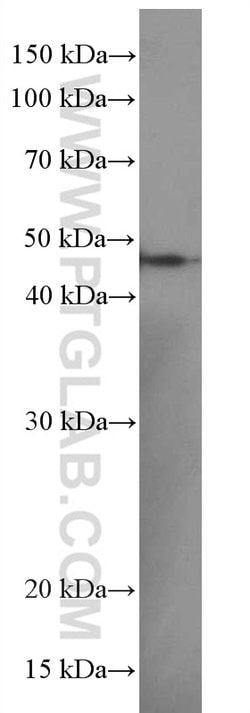 EGLN1 Mouse anti-Human, Mouse, Porcine, Rat, Clone: 1A2F1, Proteintech:Antibodies:Primary