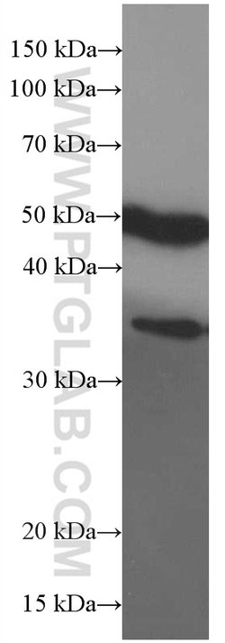 EGLN1 Mouse anti-Human, Mouse, Porcine, Rat, Clone: 1A2F1, Proteintech:Antibodies:Primary