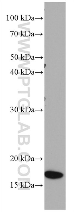 MRPL23 Mouse anti-Human, Clone: 1G11C4, Proteintech:Antibodies:Primary