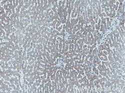 ATPB Mouse anti-Human, Mouse, Rat, Clone: 1A11B9, Proteintech:Antibodies:Primary