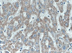 ATPB Mouse anti-Human, Mouse, Rat, Clone: 1A11B9, Proteintech:Antibodies:Primary
