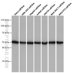 ATPB Mouse anti-Human, Mouse, Rat, Clone: 1A11B9, Proteintech:Antibodies:Primary