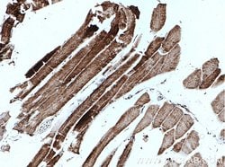 ATPB Mouse anti-Human, Mouse, Rat, Clone: 1A11B9, Proteintech:Antibodies:Primary