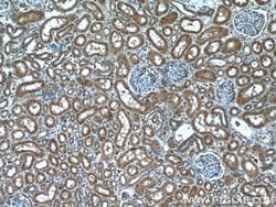 NXN Mouse anti-Human, Mouse, Rat, Clone: 2C6A4, Proteintech:Antibodies:Primary