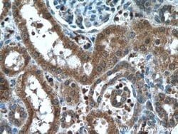NXN Mouse anti-Human, Mouse, Rat, Clone: 2C6A4, Proteintech:Antibodies:Primary