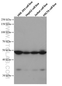 NXN Mouse anti-Human, Mouse, Rat, Clone: 2C6A4, Proteintech:Antibodies:Primary