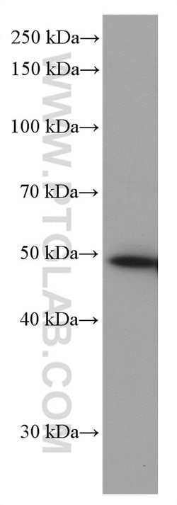 NXN Mouse anti-Human, Mouse, Rat, Clone: 2C6A4, Proteintech:Antibodies:Primary