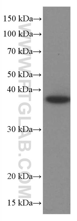 RANKL Mouse anti-Human, Clone: 3F2E1, Proteintech:Antibodies:Primary Antibodies