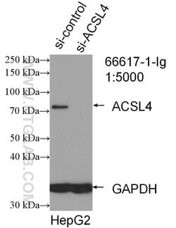 ACSL4 Mouse anti-Human, Clone: 1H5D3, Proteintech 150 &mu;L | Buy Online | Proteintech Group Inc | Fisher Scientific
