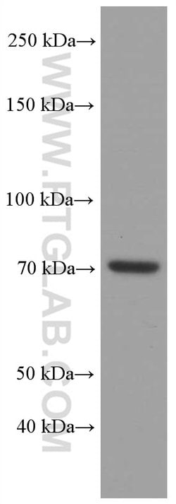 ACSL4 Mouse anti-Human, Clone: 1H5D3, Proteintech 150 &mu;L | Buy Online | Proteintech Group Inc | Fisher Scientific