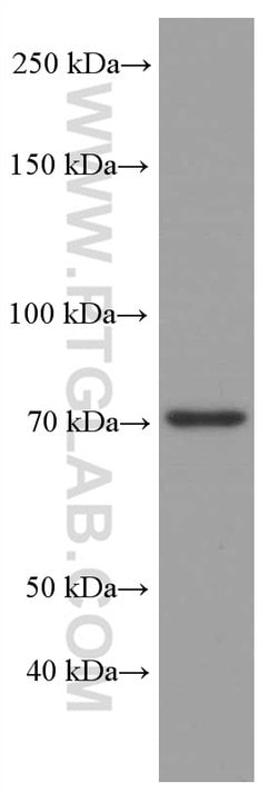 ACSL4 Mouse anti-Human, Clone: 1H5D3, Proteintech 150 &mu;L | Buy Online | Proteintech Group Inc | Fisher Scientific