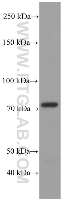 ACSL4 Mouse anti-Human, Clone: 1H5D3, Proteintech 150 &mu;L | Buy Online | Proteintech Group Inc | Fisher Scientific