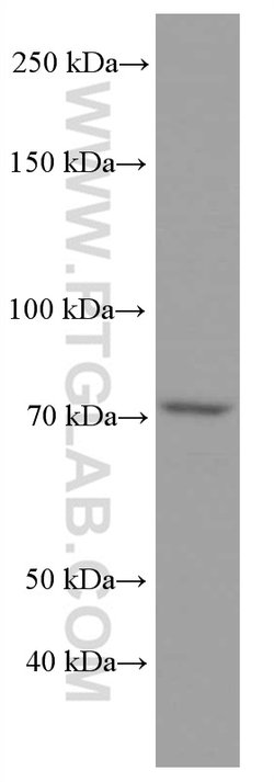 ACSL4 Mouse anti-Human, Clone: 1H5D3, Proteintech 150 &mu;L | Buy Online | Proteintech Group Inc | Fisher Scientific