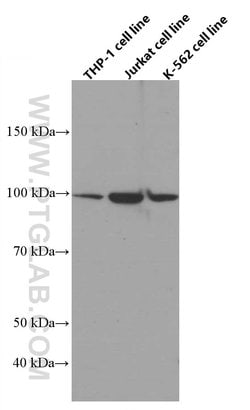 ADAM10 Mouse anti-Human, Clone: 2A6B7, Proteintech:Antibodies:Primary Antibodies
