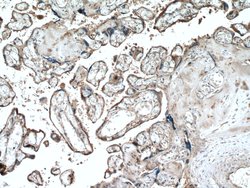 ADAM10 Mouse anti-Human, Clone: 2A6B7, Proteintech:Antibodies:Primary Antibodies