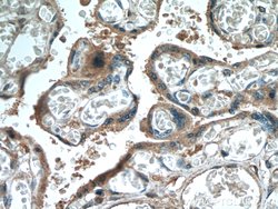 ADAM10 Mouse anti-Human, Clone: 2A6B7, Proteintech:Antibodies:Primary Antibodies