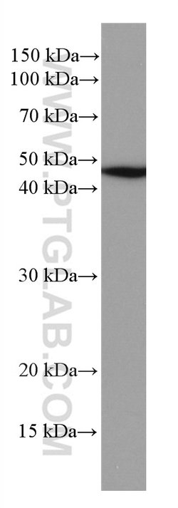 NEK2 Mouse anti-Human, Mouse, Rat, Clone: 3D7B4, Proteintech 150 &mu;L;