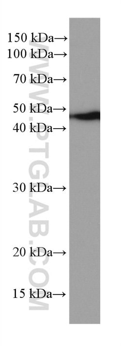 NEK2 Mouse anti-Human, Mouse, Rat, Clone: 3D7B4, Proteintech 150 &mu;L;