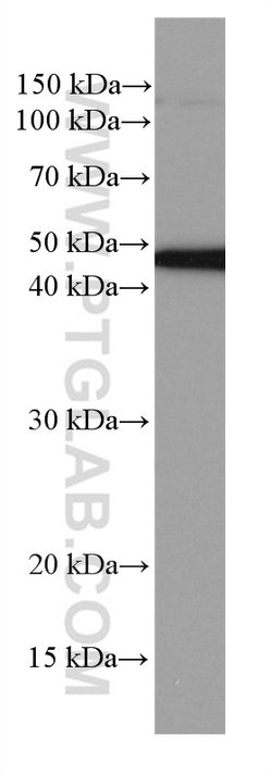 NEK2 Mouse anti-Human, Mouse, Rat, Clone: 3D7B4, Proteintech 150 &mu;L;