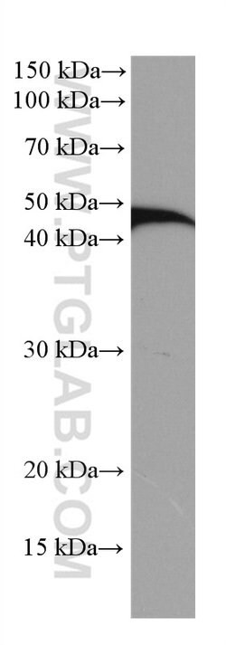NEK2 Mouse anti-Human, Mouse, Rat, Clone: 3D7B4, Proteintech 150 &mu;L;