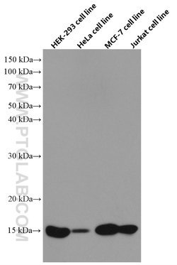 FIS1 Mouse anti-Human, Clone: 2F10E1, Proteintech:Anticuerpos:Anticuerpos