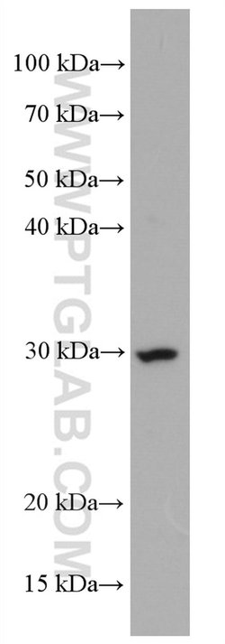 CD302 Mouse anti-Human, Mouse, Clone: 2B1E8, Proteintech:Antibodies:Primary