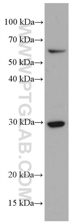 CD302 Mouse anti-Human, Mouse, Clone: 2B1E8, Proteintech:Antibodies:Primary