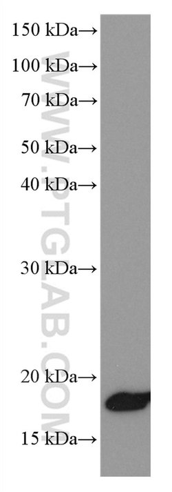 Proteintech NEUROG1 Mouse anti-Human, Clone: 1E1H6, Proteintech
