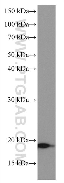 NEUROG1 Mouse anti-Human, Clone: 1E1H6, Proteintech:Anticorps:Anticorps